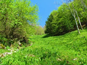 Bright green meadow with late spring vegetation surrounded by woods covering a steep slope above the village of Ljubinj in Slovenia