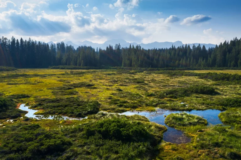 Highland wetland in the mountain pine forest. Pokljuka is a large forested plateau in the Triglav National Park