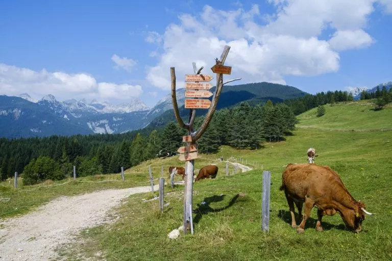 uskovnica mountain pasture scaled 2